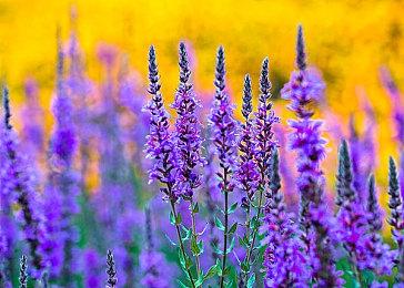 《红霞岛》Ver1.1更新上线 官方感谢百万玩家玩过本作